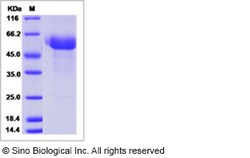 Sino Biological Human SPINT2 Protein 50ug (Sino Biological), Quantity: