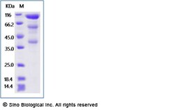 Sino Biological Recombinant Human Glypican 3/GPC3 Protein (495S/A, mFc