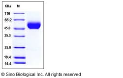 Sino Biological Rhesus PVR Protein 50ug (Sino Biological), Quantity: Each