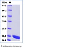 Sino Biological Human IL17A & IL17F Protein 20ug (Sino Biological), Quantity:
