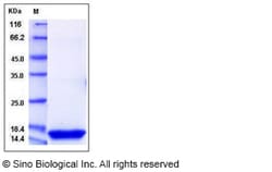 Sino Biological Mouse REG3D Protein 100ug (Sino Biological), Quantity: