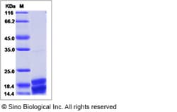 Sino Biological Rhesus IL17A Protein 100ug (Sino Biological), Quantity: