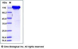 Sino Biological Recombinant Cynomolgus TIE-2 Protein (hFc Tag), Quantity: