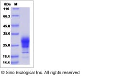 Sino Biological Recombinant Rhesus IFN gamma Protein (His Tag), Quantity: