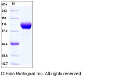 Sino Biological Human ERAP2 Protein 50ug (Sino Biological), Quantity: Each