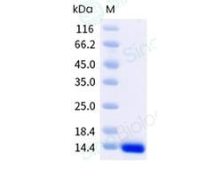 Sino Biological Recombinant Canine SDF-1/CXCL12 Protein, Quantity: Each