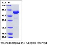 Sino Biological Human VSIG8 Protein 50ug (Sino Biological), Quantity: Each