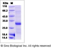 Sino Biological Cynomolgus LTB Protein 50ug (Sino Biological), Quantity: