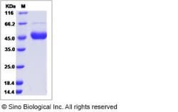 Sino Biological Cynomolgus NECTIN2 Protein 100ug (Sino Biological), Quantity:
