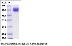 Sino Biological Cynomolgus ALCAM Protein 100ug (Sino Biological), Quantity:
