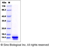 Sino Biological Rhesus CXCL9 Protein 50ug (Sino Biological), Quantity: