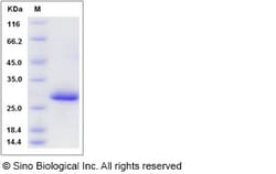 Sino Biological Rhesus EFNA5 Protein 200ug (Sino Biological), Quantity:
