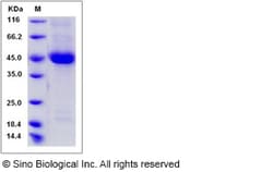 Sino Biological Rat NECTIN2 Protein 100ug (Sino Biological), Quantity: