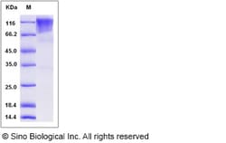 Sino Biological Recombinant Rat CD68 Protein (hFc Tag), Quantity: Each