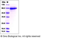 Sino Biological Cynomolgus CD84 Protein 100ug (Sino Biological), Quantity: