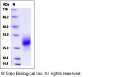 Sino Biological Mouse PGF Protein 500ug (Sino Biological), Quantity: Each