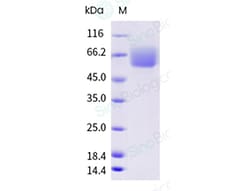 Sino Biological Recombinant Mouse CD98 Protein (His Tag), HPLC-verified,