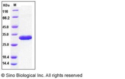 Sino Biological Human LXN Protein 50ug (Sino Biological), Quantity: Each