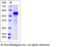 Mouse TFPI2 Protein 50ug (Sino Biological)