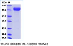 Sino Biological Cynomolgus ICOSLG Protein 100ug (Sino Biological), Quantity: