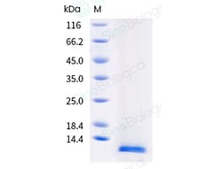 Sino Biological Ara h 9.0101 Protein 250ug (Sino Biological), Quantity: