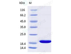 Sino Biological Can f 4 Protein 250ug (Sino Biological), Quantity: Each