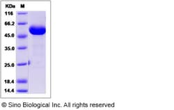 Sino Biological Cynomolgus IFNA8 Protein 100ug (Sino Biological), Quantity: