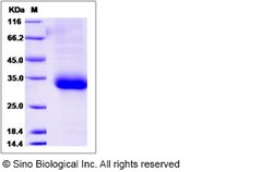 Sino Biological Cynomolgus IFNA8 Protein 100ug (Sino Biological), Quantity: