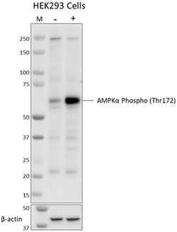 Biolegend Purified anti-AMPKα Phospho (Thr172) [A20017A]; Isotype: Mouse