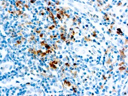 Diagnostic Biosystems GRANZYME B Granzyme B, Quantity: Each of 1