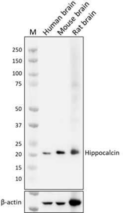 Biolegend Purified anti-Hippocalcin [A18228E]; Isotype: Mouse IgG2b, κ;