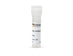 STEMCELL Technologies Anti-Human CD63 Antibody, Clone H5C6, Size: 100 ug,