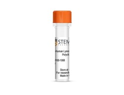STEMCELL Technologies Anti-Human Lysozyme Antibody, Polyclonal, Size: 100