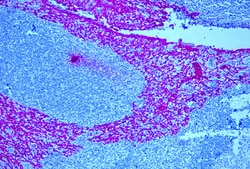 Diagnostic Biosystems&nbsp;UnoVue&trade; Mouse AP Detection Reagent