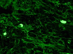 Diagnostic Biosystems&nbsp;IGG-FITC IgG-FITC