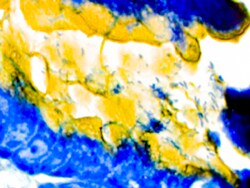 Diagnostic Biosystems&nbsp;H PYLORI RAPID STAIN H. Pylori Rapid Stain