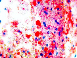 Diagnostic Biosystems&nbsp;OIL RED O Oil Red O