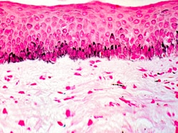 Diagnostic Biosystems FONTANA-MASSON Fontana-Masson, Quantity: Each of