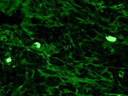 Diagnostic Biosystems&nbsp;IGG-FITC IgG-FITC