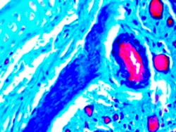 Diagnostic Biosystems&nbsp;TRICHOME STAIN Trichome Stain
