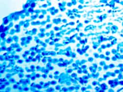 Diagnostic Biosystems LUXOL FAST BLUE Luxol Fast Blue, Quantity: Each of