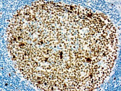 Diagnostic Biosystems DAB AUTO DAB Auto, Quantity: Each of 1