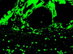 Diagnostic Biosystems C3C-FITC C3c Complement-FITC, Quantity: Each of 1