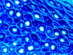 Diagnostic Biosystems PERMABLUE PLUS/AP PermaBlue Plus/AP, Quantity: Each