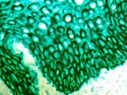 Diagnostic Biosystems&nbsp;PERMAGREEN PLUS/AP PermaGreen Plus/AP