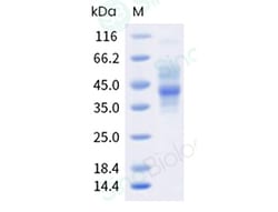 Sino Biological Recombinant Mouse Factor I Protein (His Tag), HPLC-verified,