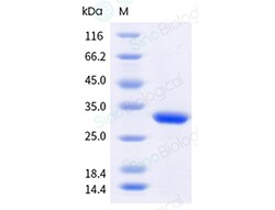 Sino Biological Recombinant Humulus scandens Hum s 1 Protein, Quantity: