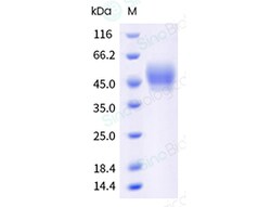 Sino Biological Recombinant Mouse PD-L1/B7-H1 Protein (His & AVI Tag),