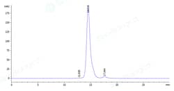 Sino Biological Recombinant Human CLL-1/CLEC12A Protein (AVI & Fc Tag),