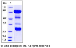Sino Biological Recombinant Mouse IL-12 Protein (His & hFc Tag), Quantity: